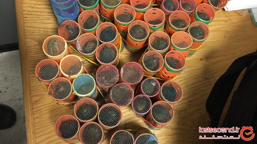 مردی با ۳۴ پرنده ی فنچ در چمدانش، در فرودگاه دستگیر شد‍