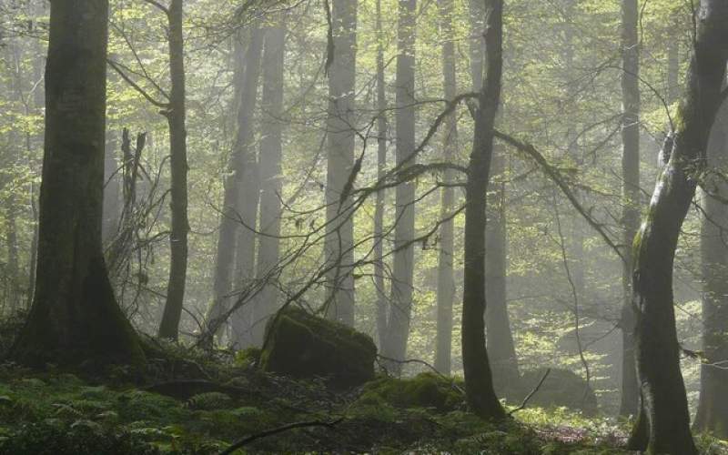 درخت ۵ میلیاردی با ۱۰ میلیون تومان جریمه!